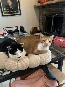 Chico -  Domestic Short Hair Cat for Adoption in Reston, Virginia - Chico | PetCurious
