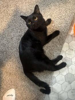 Domestic Short Hair Cats Available for Adoption - Kosmo | PetCurious