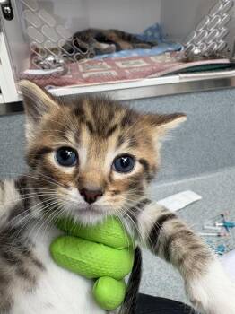 HEMLOCK -  Domestic Short Hair Cat for Adoption in Indianapolis, Indiana - HEMLOCK | PetCurious