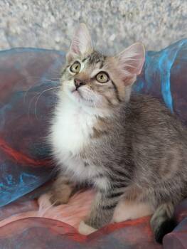 Portia -  Domestic Medium Hair Cat for Adoption in Pasadena, Texas - Portia | PetCurious
