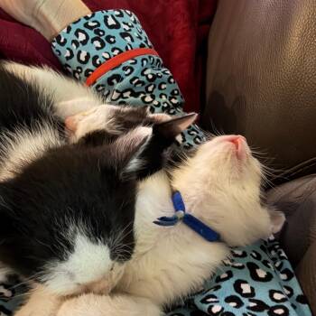 Domestic Short Hair Cats Available for Adoption in Austin, Texas - Under The Rainbow 2 | PetCurious