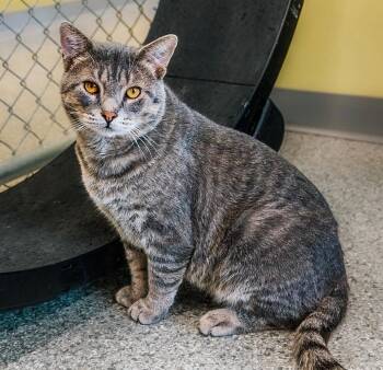 Osborne -  Domestic Short Hair Cat for Adoption in Auburn, Indiana - Osborne | PetCurious