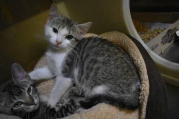 Ford -  Domestic Short Hair Cat for Adoption in Kansas City, Missouri - Ford | PetCurious