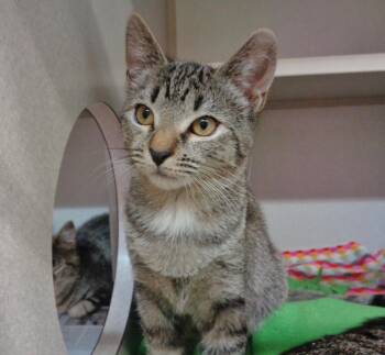 COTTON CANDY & FUNNEL CAKE -  Tiger Cat for Adoption in Delhi, New York - COTTON CANDY & FUNNEL CAKE | PetCurious