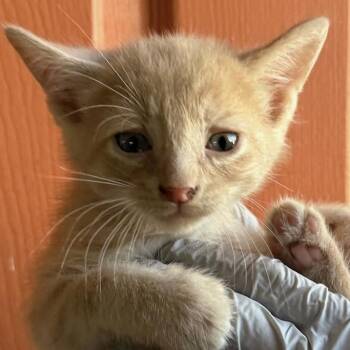 Domestic Short Hair Cats Available for Adoption in Huntington Beach, California - Frank | PetCurious