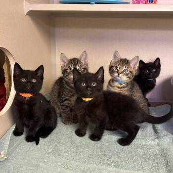Zoro -  Domestic Short Hair Cat Available for Adoption in Wantagh, New York - Zoro | PetCurious