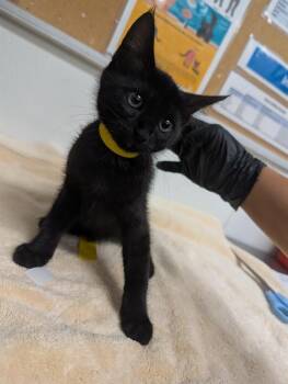 A886262 -  Domestic Medium Hair Cat for Adoption in Camarillo, California - A886262 | PetCurious