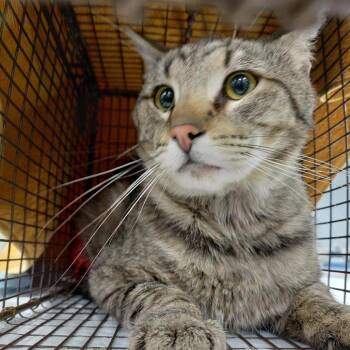 Jasper* -  Domestic Short Hair Cat for Adoption in San Gabriel, California - Jasper* | PetCurious