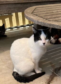 Rescue Domestic Short Hair and Turkish Van Cats for Adoption in Escondido, California - Cannoli | PetCurious
