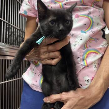 Lala -  Domestic Short Hair Cat for Adoption in Buffalo, New York - Lala | PetCurious