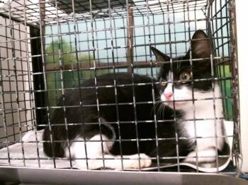SANDY DEE -  Domestic Short Hair Cat for Adoption in Houston, Texas - SANDY DEE | PetCurious