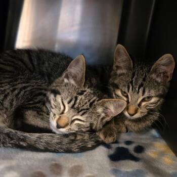 Mantis -  Domestic Short Hair Cat for Adoption in Spokane, Washington - Mantis | PetCurious