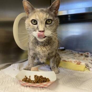 Parasol -  Domestic Short Hair Cat for Adoption in Richmond, Virginia - Parasol | PetCurious