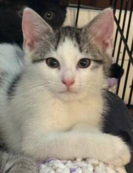 Styx -  Domestic Short Hair Cat for Adoption in Lemoyne, Pennsylvania - Styx | PetCurious