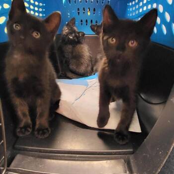 Wave -  Domestic Short Hair Cat for Adoption in New York, New York - Wave | PetCurious