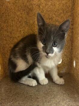 Domestic Short Hair Cats Available for Adoption in Riverside, California - CORALINE | PetCurious
