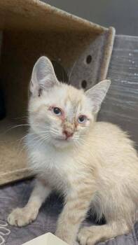 Karl -  Siamese Cat for Adoption in Pacifica, California - Karl | PetCurious