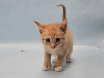 Alani -  Domestic Short Hair Cat for Adoption in Minneapolis, Minnesota - Alani | PetCurious