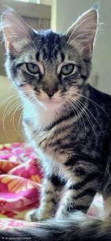 Pushistyy -  Tabby and Domestic Medium Hair Cat for Adoption in North Highlands, California - Pushistyy | PetCurious