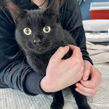 Rescue Domestic Short Hair Cats for Adoption in Woodstock, Virginia - Midnight Estep | PetCurious