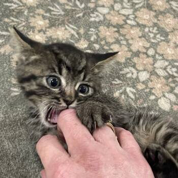 Rescue Domestic Short Hair Cats for Adoption in Redwood Valley, California - Carlyle | PetCurious