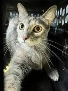 Fawn -  Tortoiseshell Cat for Adoption in Denton, Texas - Fawn | PetCurious