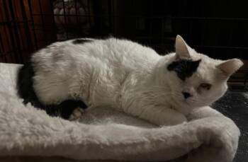 Domestic Short Hair Cats Available for Adoption - Orbit  | PetCurious