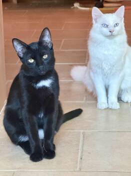 Rescue Domestic Short Hair Cats for Adoption in Albuquerque, New Mexico - Mothman | PetCurious