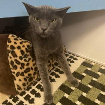 Otis -  Domestic Short Hair Cat for Adoption in Monroe, Louisiana - Otis | PetCurious