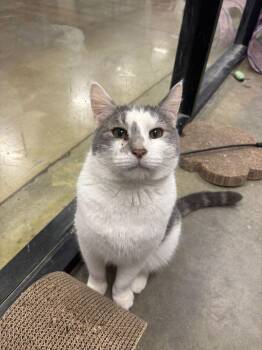 Domestic Short Hair Cats Available for Adoption - Dollop | PetCurious