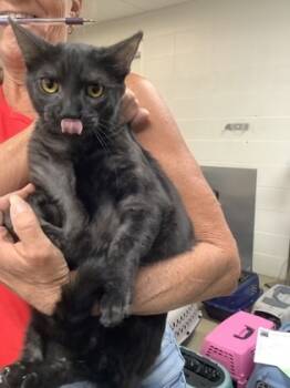 Rescue Domestic Short Hair Cats for Adoption in Fort Worth, Texas - Legend (21) | PetCurious
