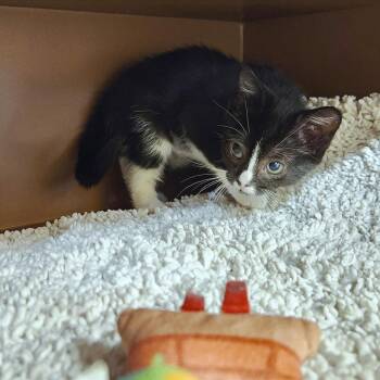 Athena -  Domestic Short Hair Cat Available for Adoption - Athena | PetCurious