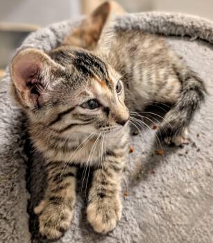 Rescue Domestic Short Hair and Torbie Cats for Adoption in North Richland Hills, Texas - Penny Pearl - Courtesy Post | PetCurious