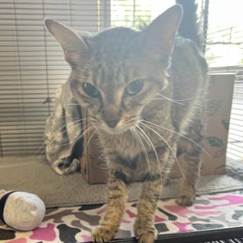 Best I Can -  Domestic Short Hair Cat for Adoption in St. Louis, Missouri - Best I Can | PetCurious
