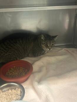 Paisley -  American Shorthair Cat for Adoption in Plymouth, Connecticut - Paisley | PetCurious