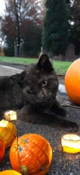 Rescue Domestic Medium Hair Cats for Adoption in Jim Thorpe, Pennsylvania - Marge | PetCurious