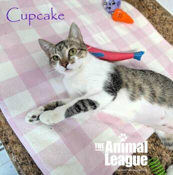 Cupcake -  Domestic Short Hair Cat for Adoption in Groveland, Florida - Cupcake | PetCurious