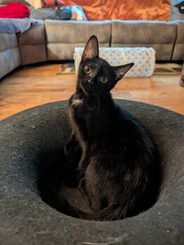 Jewel (foster-raised with dogs) -  Domestic Short Hair Cat for Adoption in Lacon, Illinois - Jewel (foster-raised With Dogs) | PetCurious
