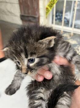 Rescue Domestic Short Hair Cats for Adoption in Dallas, Texas - AJAX | PetCurious