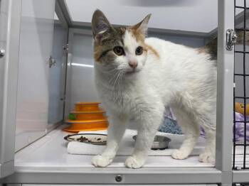 Domestic Short Hair Cats Available for Adoption - Japanese Maple | PetCurious