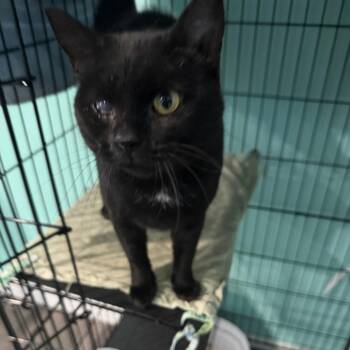 Domestic Short Hair Cats Available for Adoption - Endora | PetCurious