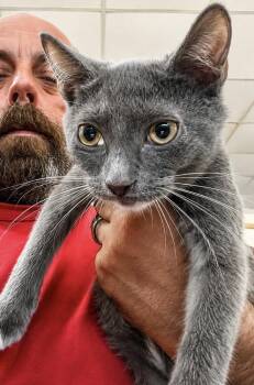 Bull -  Russian Blue and Domestic Short Hair Cat for Adoption in Randolph, Massachusetts - Bull | PetCurious
