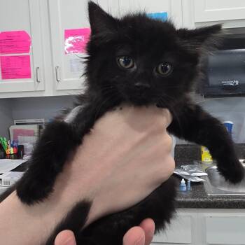 Winks -  Domestic Short Hair Cat for Adoption in Fairmont, West Virginia - Winks | PetCurious