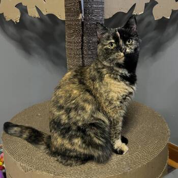 Kathy -  Domestic Short Hair Cat for Adoption in Medina, Ohio - Kathy | PetCurious