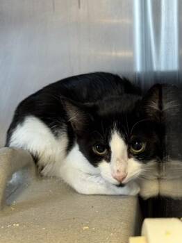 Flying Squirrel -  Domestic Short Hair Cat for Adoption in Roseville, California - Flying Squirrel | PetCurious