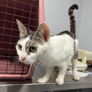 Magic the Gathering -  Domestic Short Hair Cat for Adoption in Columbus, Georgia - Magic The Gathering | PetCurious