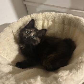 Granite -  Domestic Long Hair and Domestic Short Hair Cat for Adoption in Janesville, Wisconsin - Granite | PetCurious
