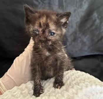 PENNY -  Domestic Short Hair Cat for Adoption in Riverside, California - PENNY | PetCurious