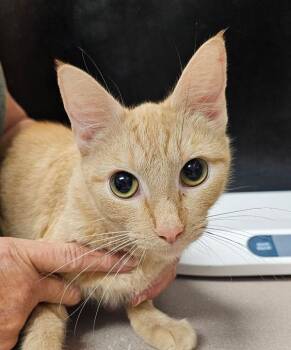 Doughnut -  Domestic Short Hair Cat for Adoption in Salisbury, Maryland - Doughnut | PetCurious