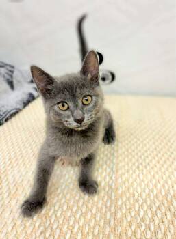 Domestic Short Hair Cats Available for Adoption in Social Circle, Georgia - Tia | PetCurious